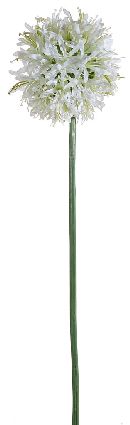 Agaphantus WEISS 02662 11cm L=63cm