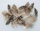 Perlhuhn Feder NATUR 01852 1 Box = 15 Gramm