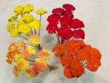 Achillea