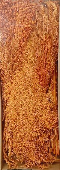 Gräsersortiment kürbis orange 213/P 350 Gramm 5300P