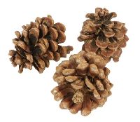 Pinus Pinea Zapfen 100 Stück 9-12cm gemischt