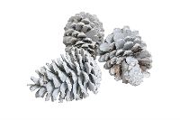 Maritima Zapfen weiss gewischt gemischt 10-14cm