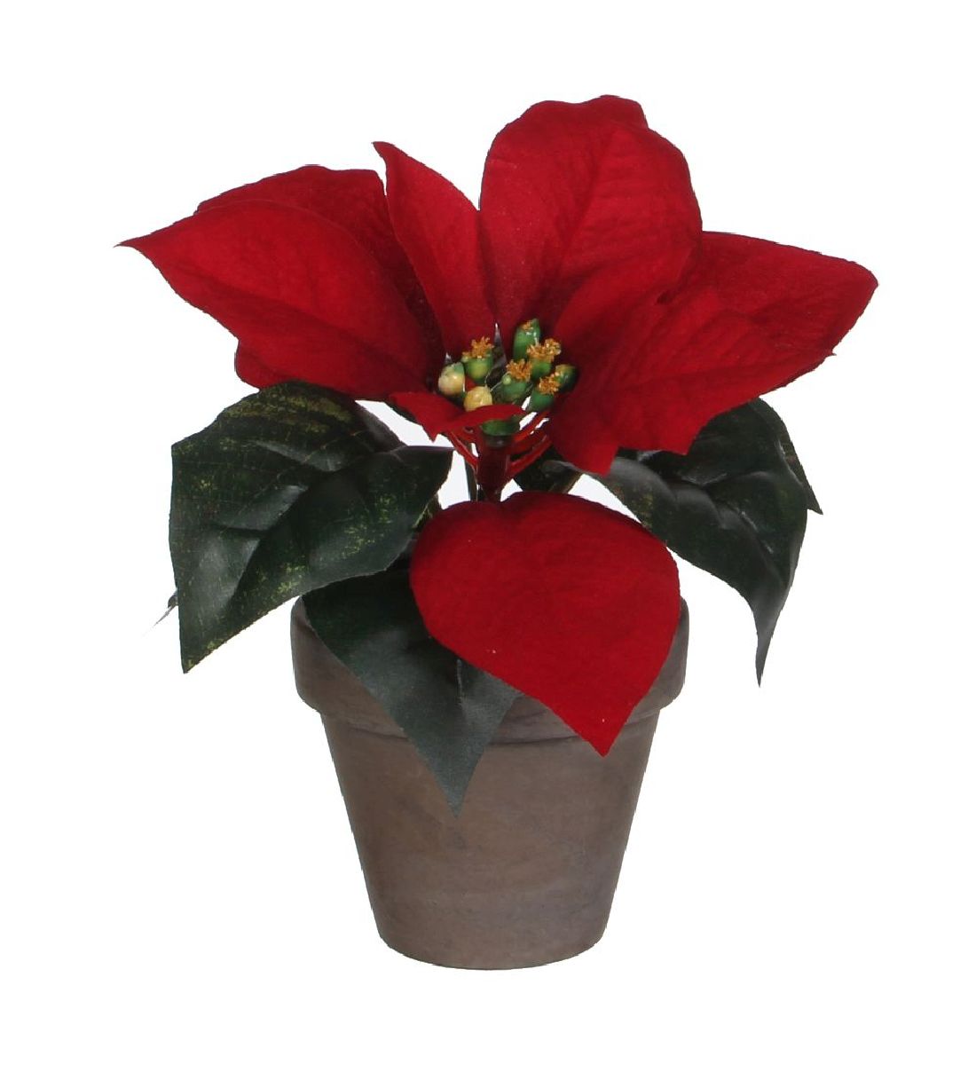 Poinsettia Im Topf Rot 950122 Graubrauner Topf ø20cm H17cm