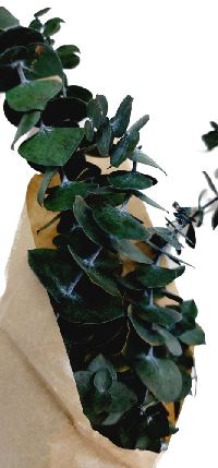 Eukalyptus CAP GRÜN 150 Gramm