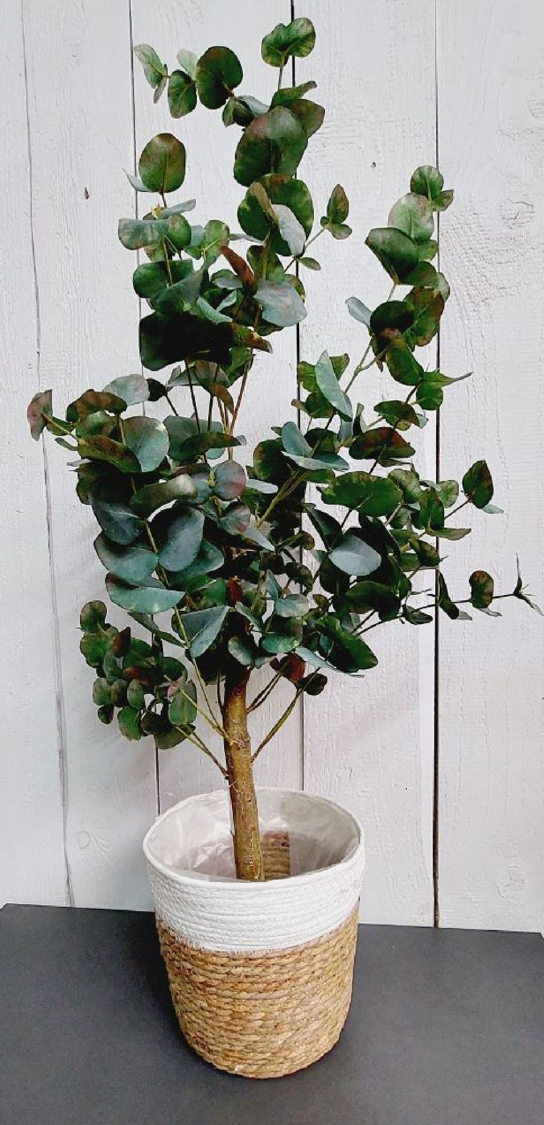 Eukalyptus im Topf mit schwarzem Kunststofftopf 95cm Kunstpflanze 57582