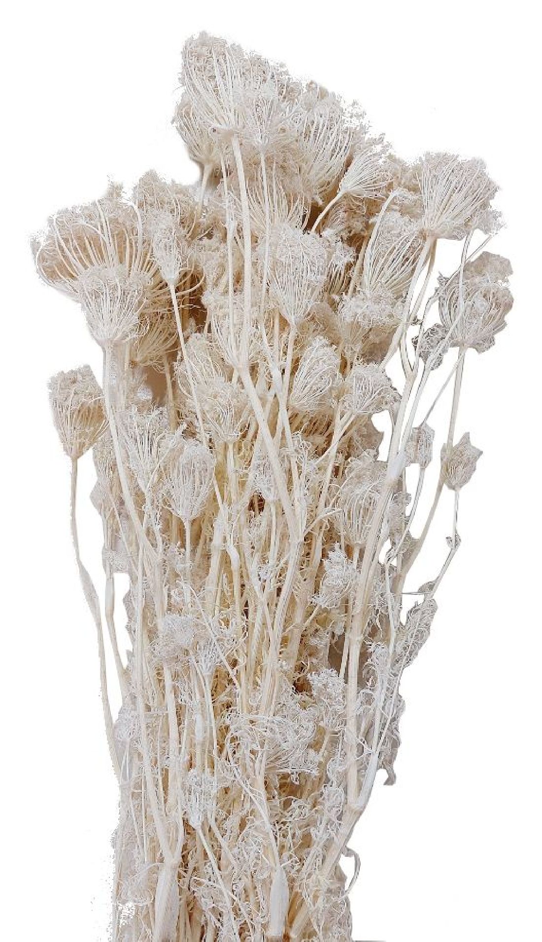 Fenchel Blumen getrocknet weiss gebleicht 4200